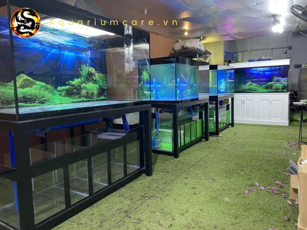 Hồ Cá Dĩa Công Nghệ Mới: Giải Pháp Tối Ưu Từ Hoàng Phương - Chuyên Gia Cá Dĩa